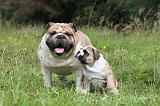 BULLDOG ANGLAIS 009